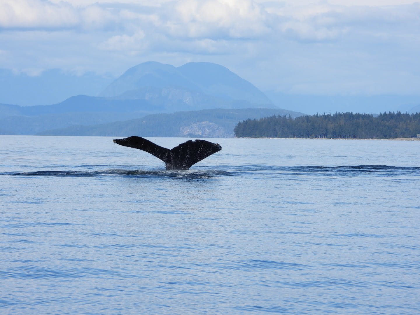 Whale diving with its tail raised above the surface of calm blue ocean water, mountains and forested coastline visible in the distance under a partly cloudy sky, taken in Campbell River waters.